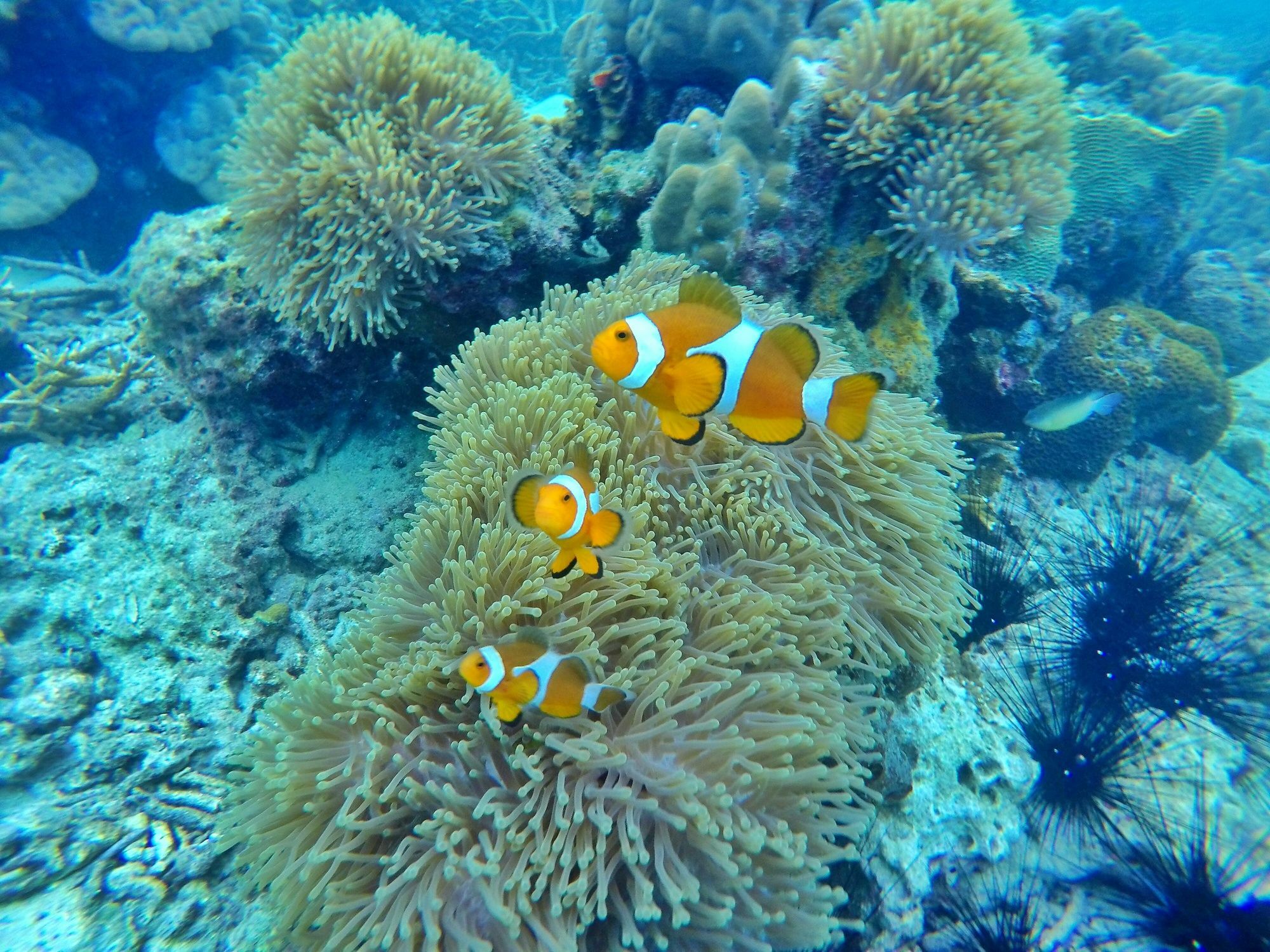 Perhentian Island Resort Экстерьер фото